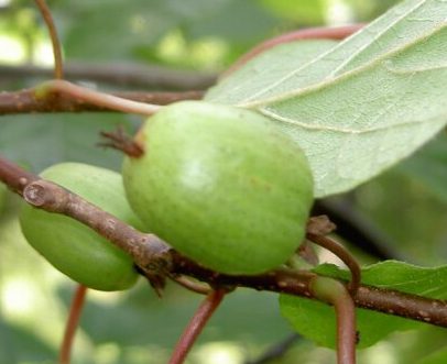 Kiwi ártico (Actinidia kolomikta)