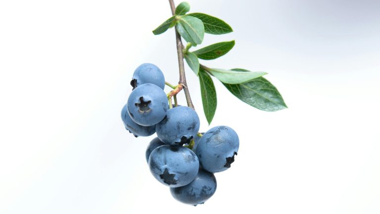 arándanos y sus propiedades